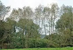 Überreste des ehemaligen Burghügels