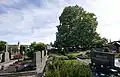 Der monumentale Baum, auf dem Friedhof, mitten im Ort