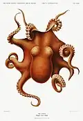Oktopus