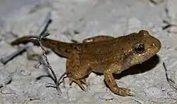 Frisch metamorphe Geburtshelferkröte in einer Tongrube bei Bonn