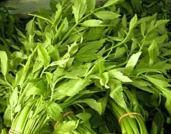 Oenanthe javanica (Koreanische Petersilie) (junge Blätter und Pflanzen sowie Wurzeln)