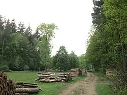 Der Oettinger Forst markiert die südliche Grenze des Landkreises.