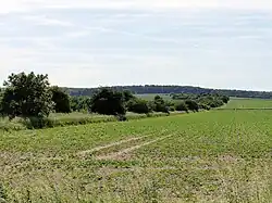 Blick auf ein Feld ein einer leicht hügeligen Landschaft. Daneben verläuft ein durch die Bäume und Büsche an den Seiten erkennbare Geländefurche bis zum Horizont.