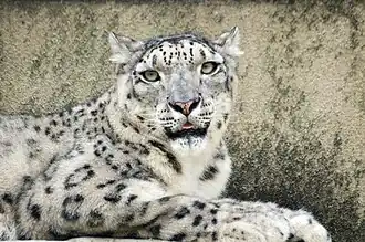 Schneeleopard (Panthera uncia)