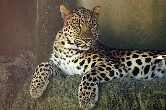 Amurleopard (Panthera pardus orientalis)