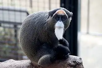 Brazzameerkatze (Cercopithecus neglectus)
