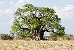Okahao Baobab