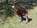Okapi