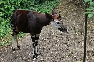 Okapi