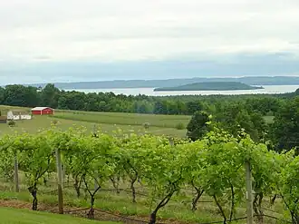 Rebfläche auf der Old Mission Peninsula