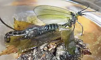 Abb. 4f: Schlupfstadium