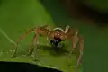 Weibchen mit einer anderen Spinne als Beute