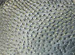 Abb. 5: raspelartige Punktur Onthophagus verticicornis