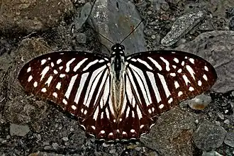 Graphium macareus