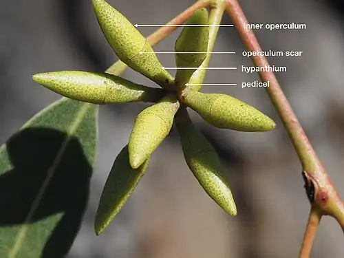 Blütenstand von Eucalyptus blakelyi