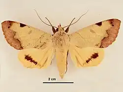 Oberseite eines Männchens