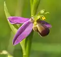 Ophrys apifera var. bicolor