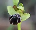 Marokkanische Ragwurz (Ophrys omegaifera subsp. dyris)