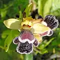 Fleischmanns Ragwurz (Ophrys omegaifera subsp. fleischmannii)