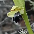 Königliche Ragwurz (Ophrys omegaifera subsp. basilissa)