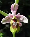 Ophrys tenthredinifera Spanien – Mallorca