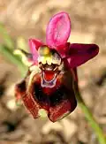 Ophrys tenthredinifera Spanien – Mallorca