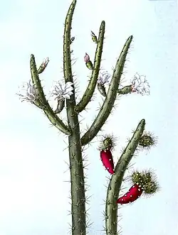 Opuntia salmiana