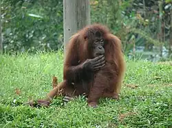 Orang-Utan