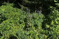 Vegetation in der Orchideenwiese in Freundorf (2022)