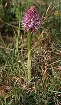 Orchis italica Habitus – Toscana