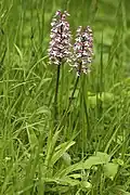 Orchis ×hybrida