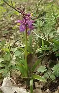 Männliches Knabenkraut (Orchis mascula)[14]