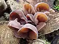 Judasohr (Auricularia auricula-judae)