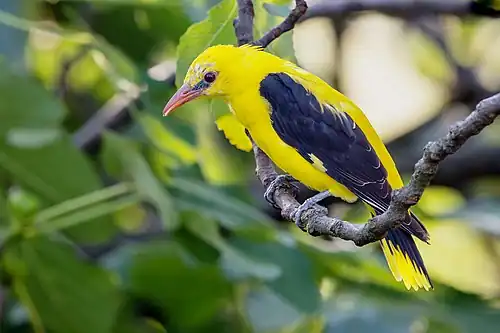 Der Pirol nistet versteckt hoch in Bäumen