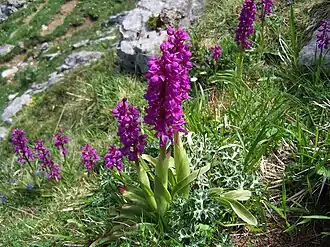 Orchideen im Nationalpark Picos de Europa
