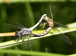 Libellenparadies Ziegeleiloch – Paarungsrad der Kleinen Blaupfeile