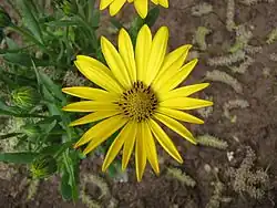 2015 „Lachende Lucy“