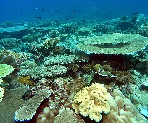 Meeresökosysteme des Komorenarchipels