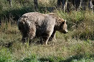 Europäischer Braunbär (Ursus arctos arctos)