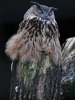 Uhu (Bubo bubo)