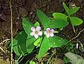 Oxalis latifolia
