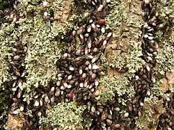 Aggregation von Lindenwanzen an einem Lindenstamm