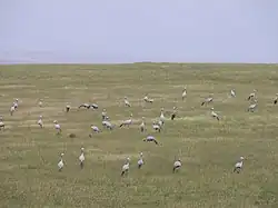 Paradieskraniche im Bontebok-Nationalpark, Westkap, Südafrika