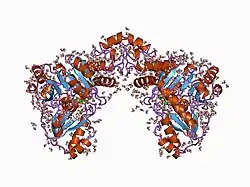 Cystathionin-β-Lyase (Escherichia coli)