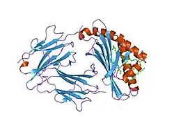 T-cell surface glycoprotein CD1b