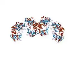 φ29-DNA-Polymerase