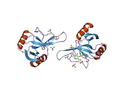 Major Basic Proteins