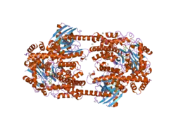 Hexokinase 2