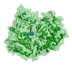 Phosphoenolpyruvat-Carboxykinase 1 (zytosolisch)