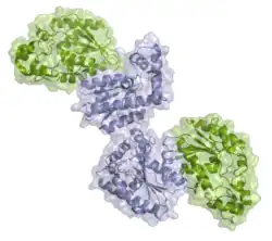 Phosphofructokinase-2 / Fructose-2,6-bisphosphatase